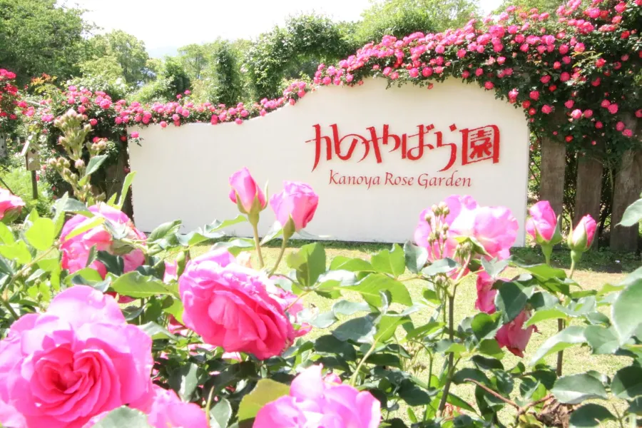 Vườn hoa hồng Kanoya | Hoa hồng Nhật Bản