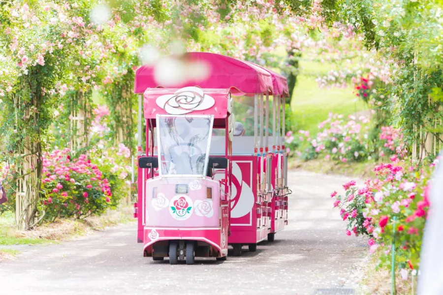 Vườn hoa hồng Kanoya | Hoa hồng Nhật Bản