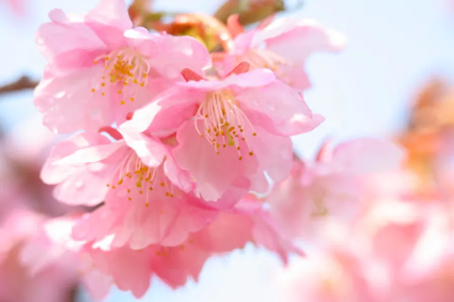 Kanzakura (寒桜) | Các loại hoa anh đào Nhật Bản