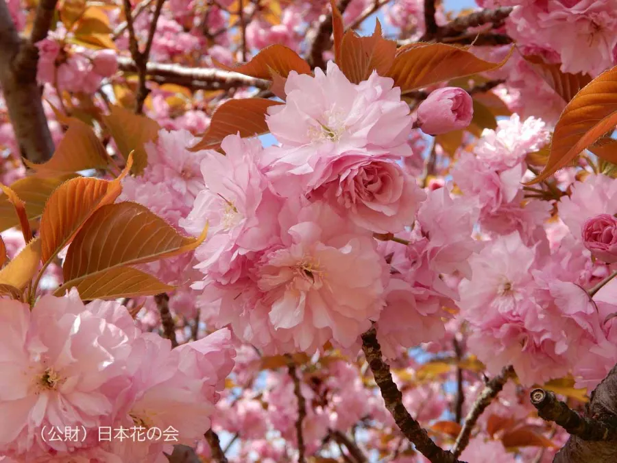 Kanzan (関山) | Các loại hoa anh đào Nhật Bản