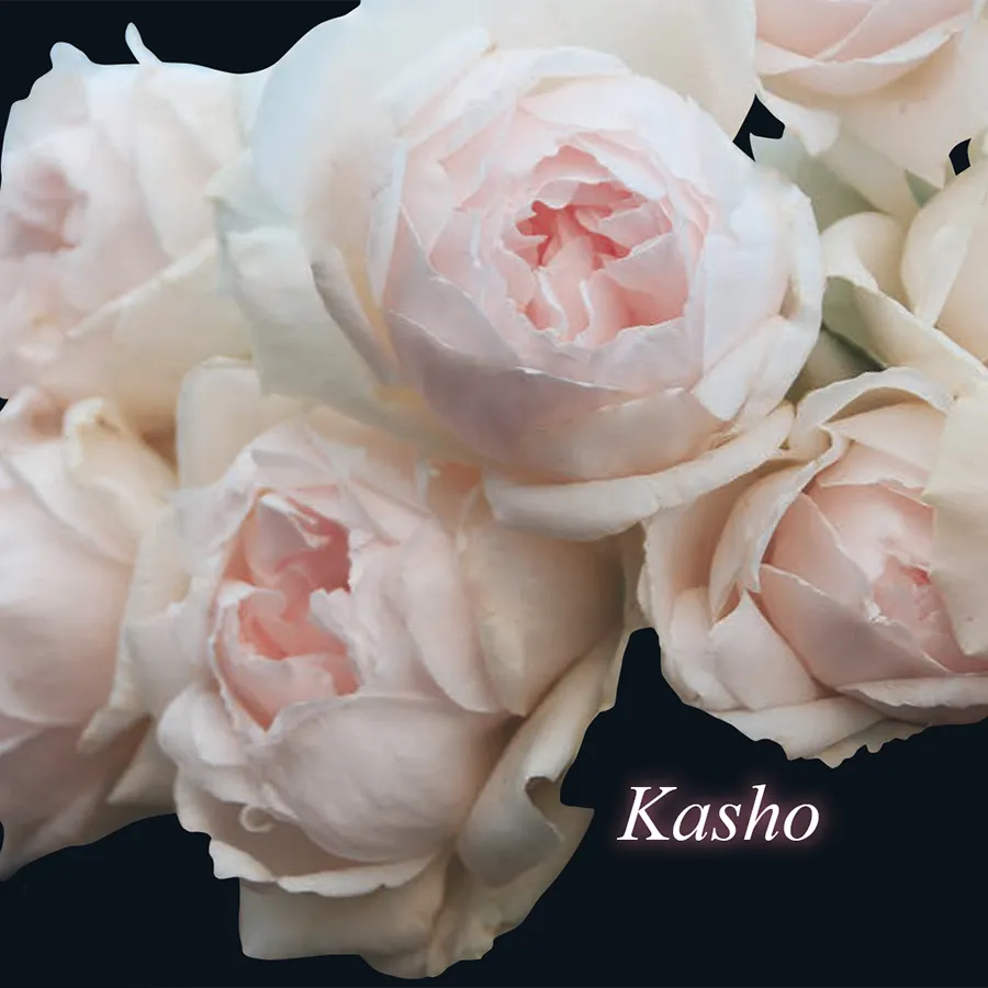 Kashou | Hoa hồng Nhật Bản