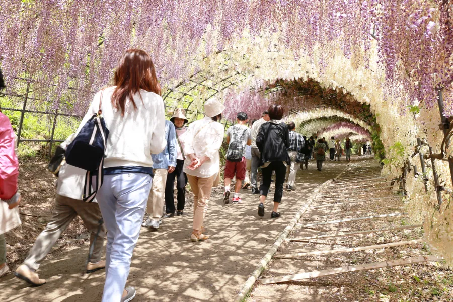 Vườn hoa Kawachi Fuji | Vườn hoa anh đào Nhật Bản