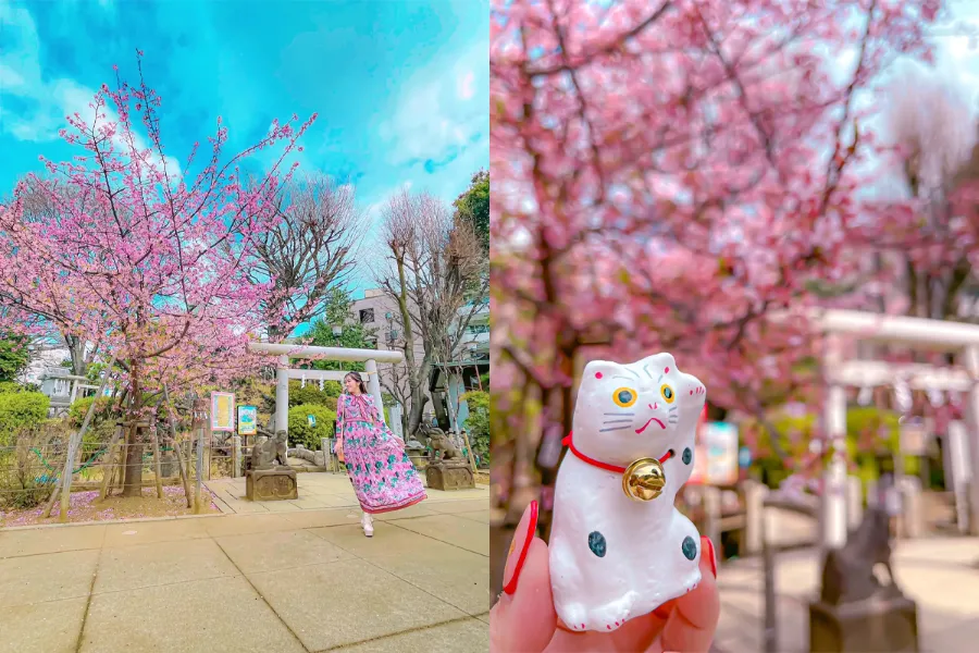 Địa điểm ngắm hoa anh đào Kawazu Nhật Bản