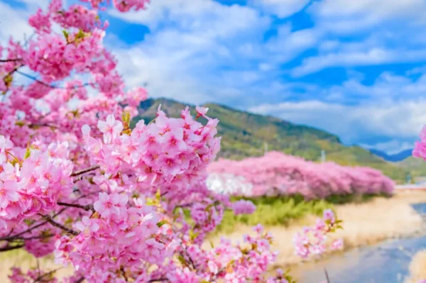 Hoa Anh Đào Nhật Bản - Biểu tượng Văn hóa và Vẻ Đẹp Tinh Khôi