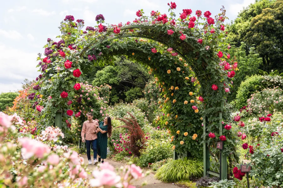 Keisei Rose Garden | Hoa hồng Nhật Bản