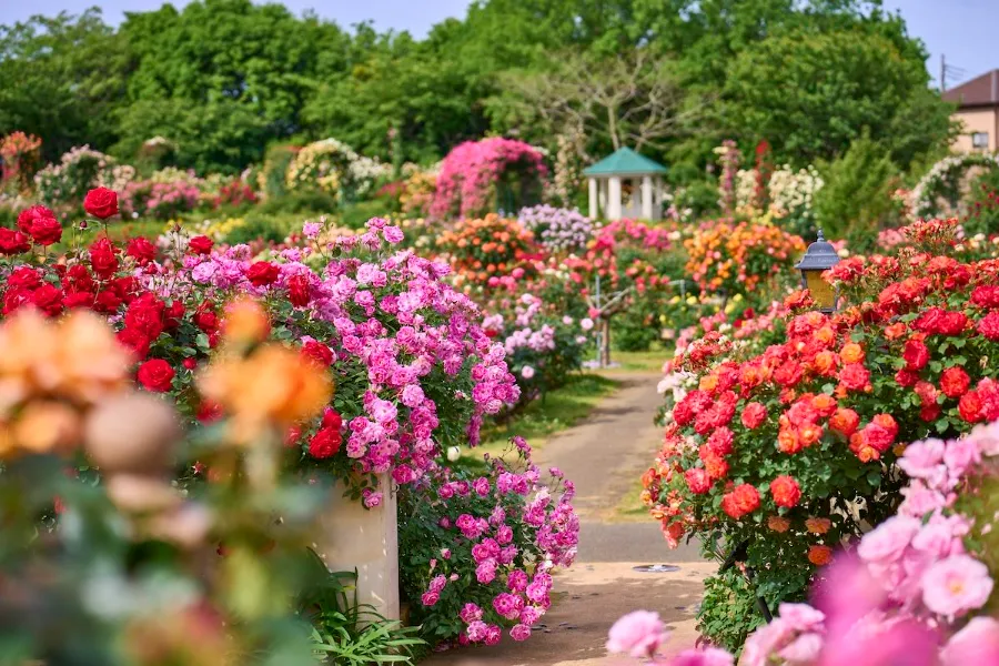 Keisei Rose Garden | Hoa hồng Nhật Bản