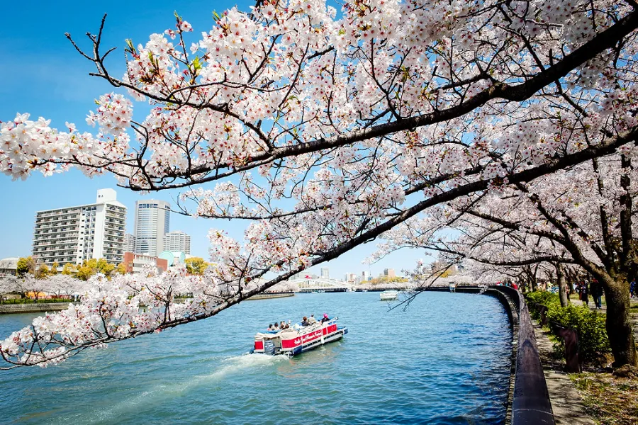 Top 19 địa điểm ngắm hoa anh đào ở Osaka vào mùa xuân Công viên Kema Sakuranomiya | Ngắm hoa anh đào ở Osaka