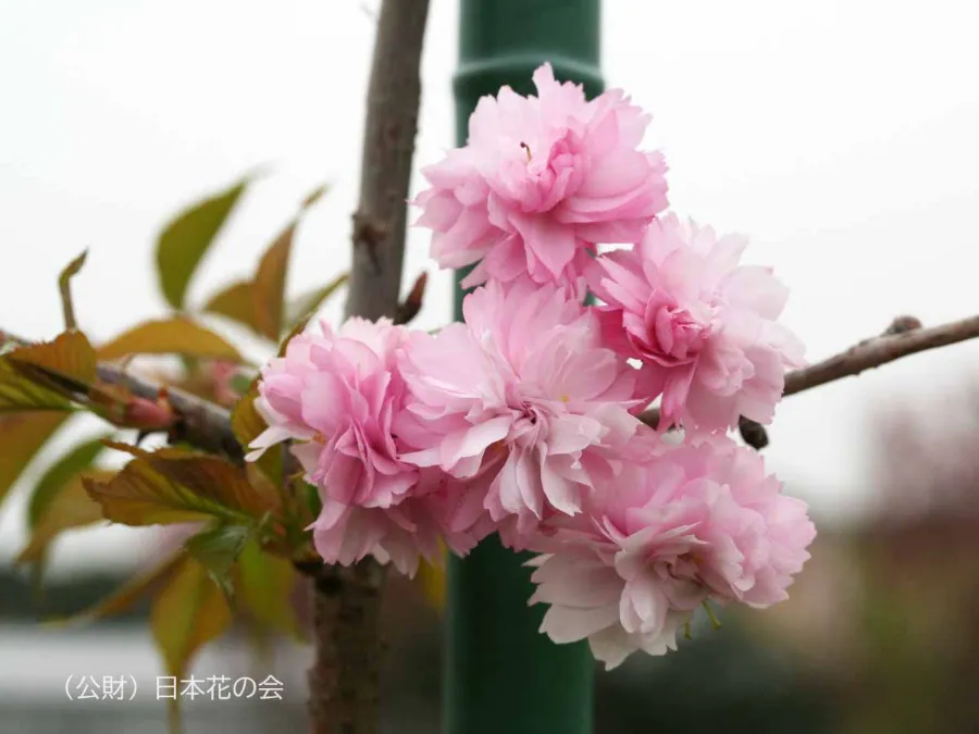 Kiku-shidare (菊枝垂) | Các loại hoa anh đào Nhật Bản