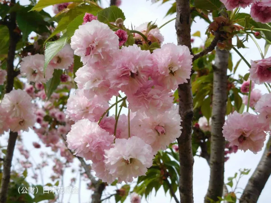 Kikuzakura (菊桜) | Các loại hoa anh đào Nhật Bản