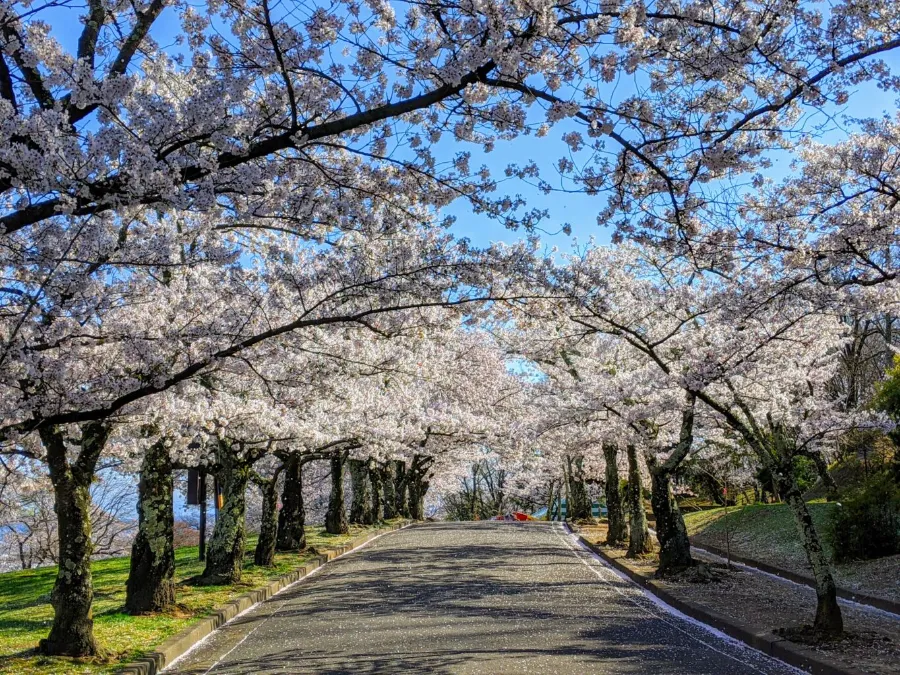 Top 15 địa điểm ngắm hoa anh đào ở Kanagawa Công viên Koboyama | Ngắm hoa anh đào ở Kanagawa