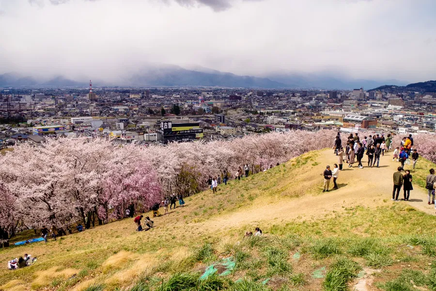 Top 15 địa điểm ngắm hoa anh đào ở Kanagawa Công viên Koboyama | Ngắm hoa anh đào ở Kanagawa