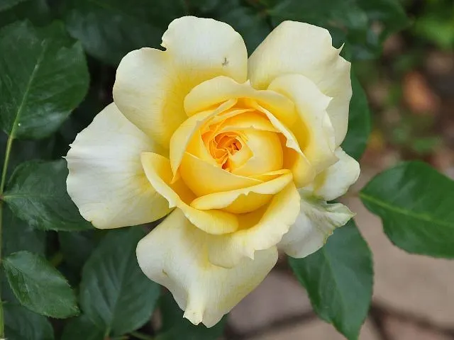 Kogane | Hoa hồng Nhật Bản