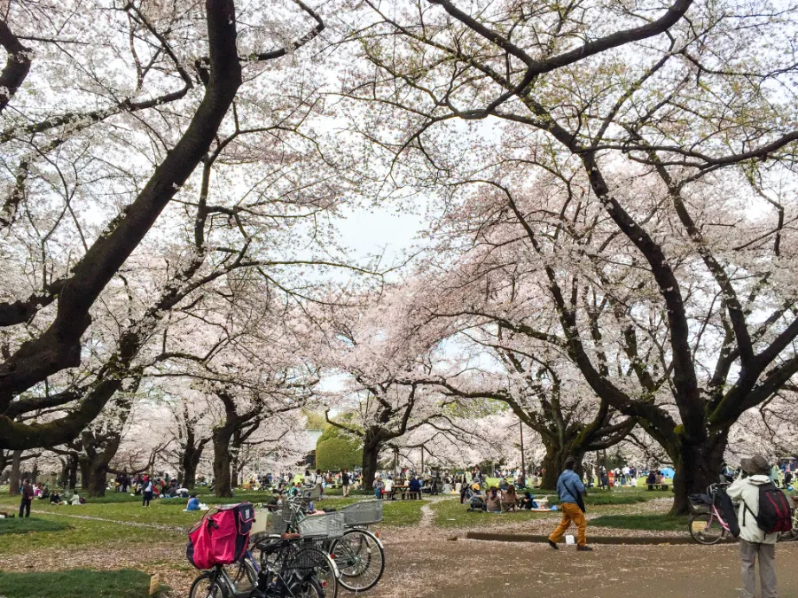Công viên Koganei | Ngắm hoa anh đào ở Tokyo