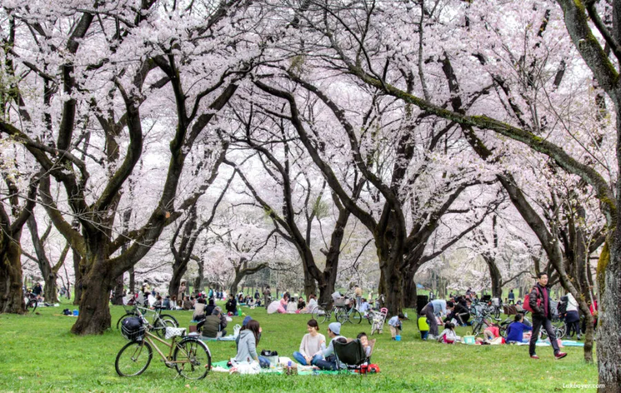 Công viên Koganei | Ngắm hoa anh đào ở Tokyo