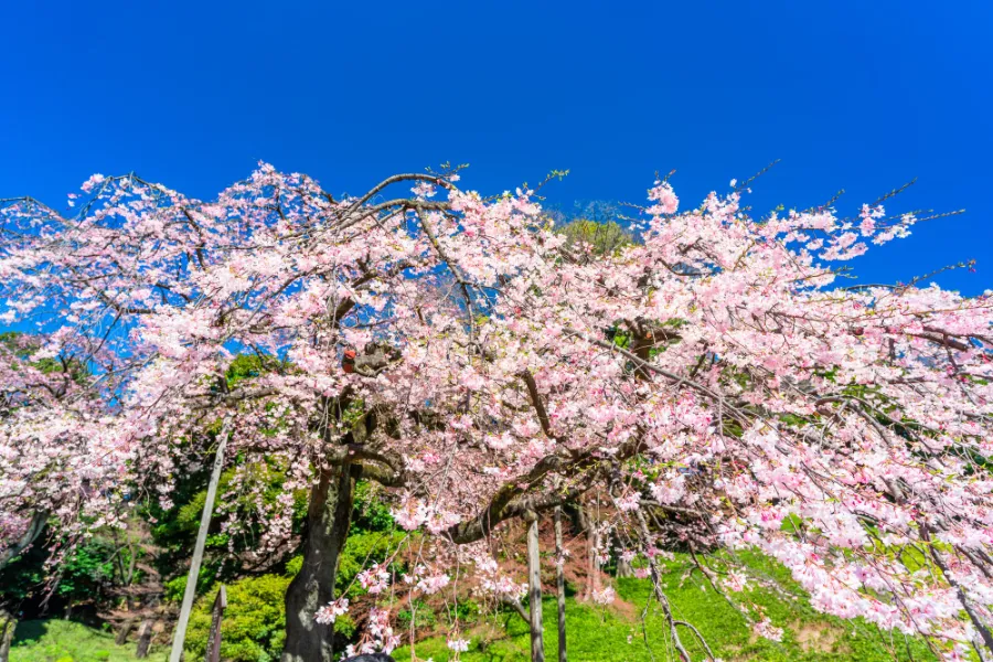 Vườn Koishikawa Korakuen | Ngắm hoa anh đào ở Tokyo