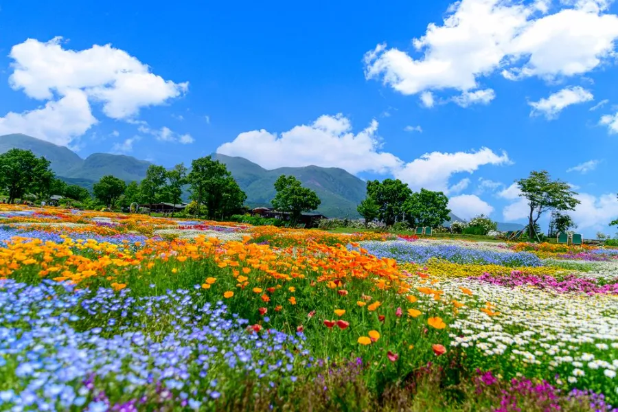 Khám phá 27 vườn hoa đẹp nhất Nhật Bản Vườn hoa Kuju | Vườn hoa đẹp nhất Nhật Bản