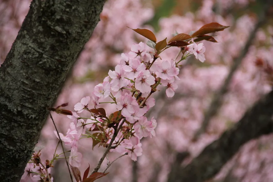 Kumagai (熊谷) | Các loại hoa anh đào Nhật Bản