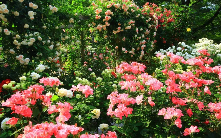 Khám phá 27 vườn hoa đẹp nhất Nhật Bản Vườn Kyu-Furukawa | Vườn hoa đẹp nhất Nhật Bản