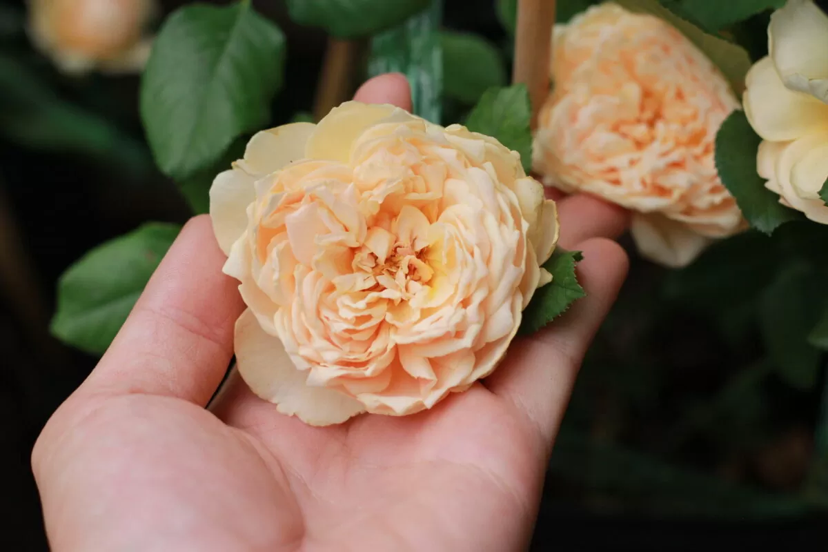 Masora | Hoa hồng Nhật Bản