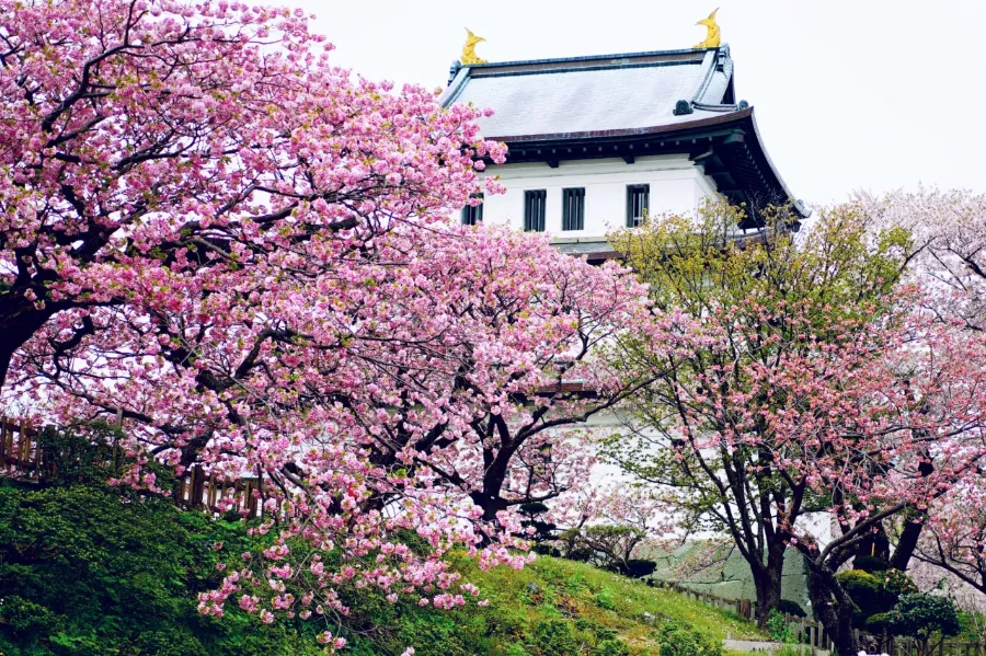 Top 13 địa điểm ngắm hoa anh đào ở Hokkaido Công viên Matsumae | Ngắm hoa anh đào ở Hokkaido