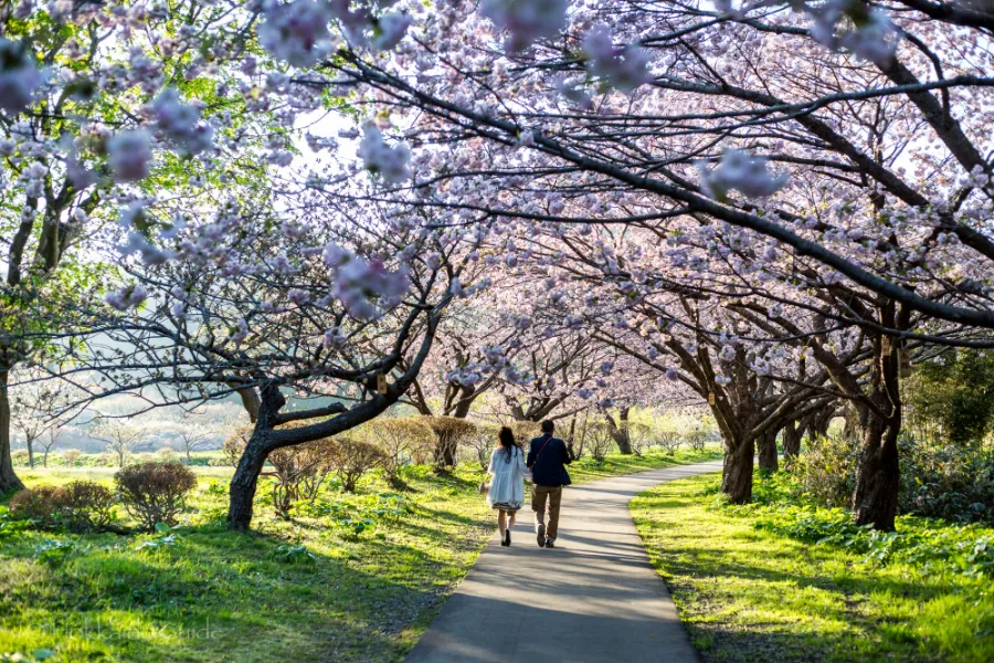 Top 13 địa điểm ngắm hoa anh đào ở Hokkaido Công viên Matsumae | Ngắm hoa anh đào ở Hokkaido