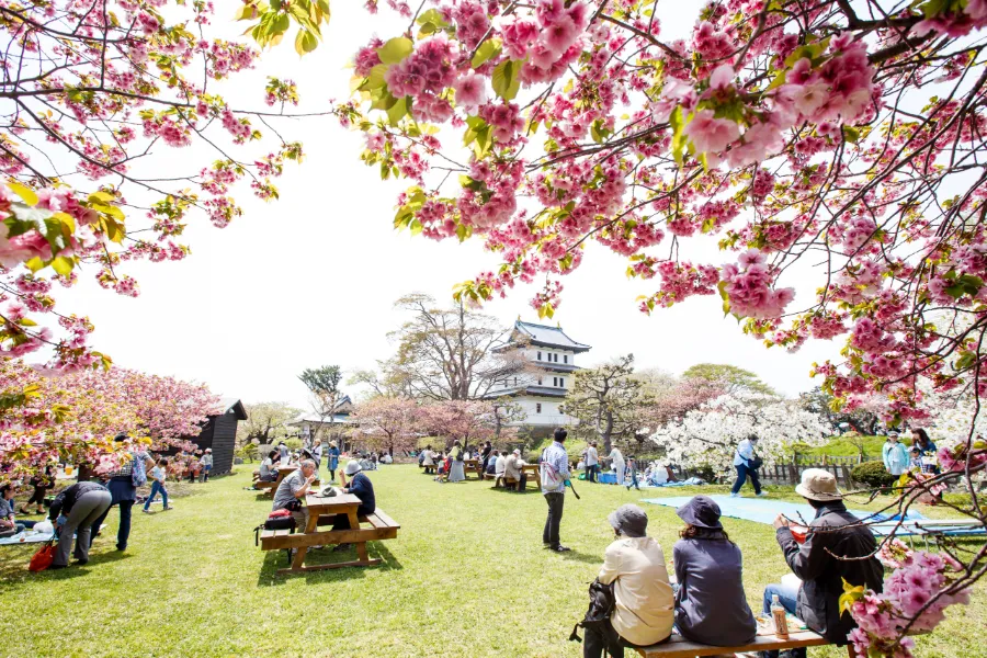 Top 13 địa điểm ngắm hoa anh đào ở Hokkaido Công viên Matsumae | Ngắm hoa anh đào ở Hokkaido