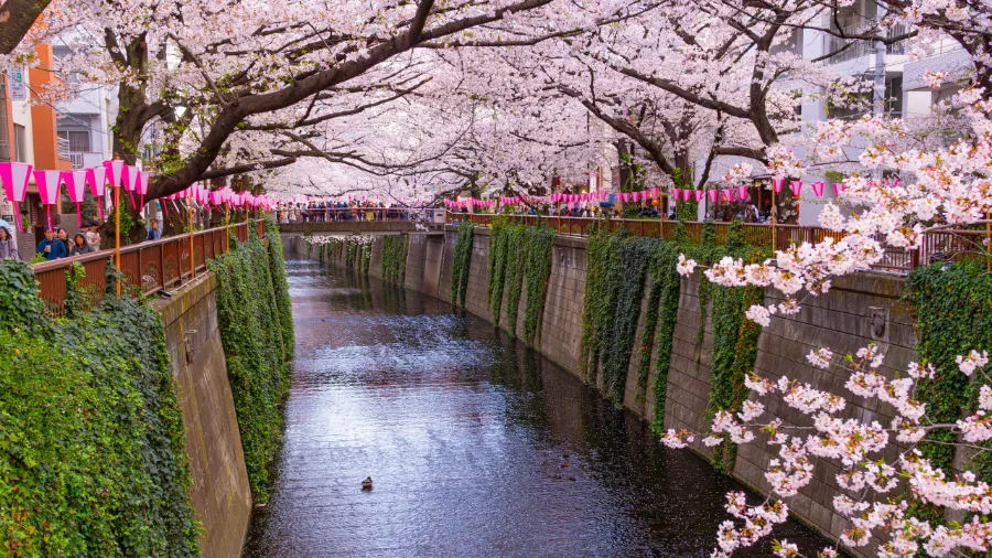 Sông Meguro | Ngắm hoa anh đào ở Tokyo