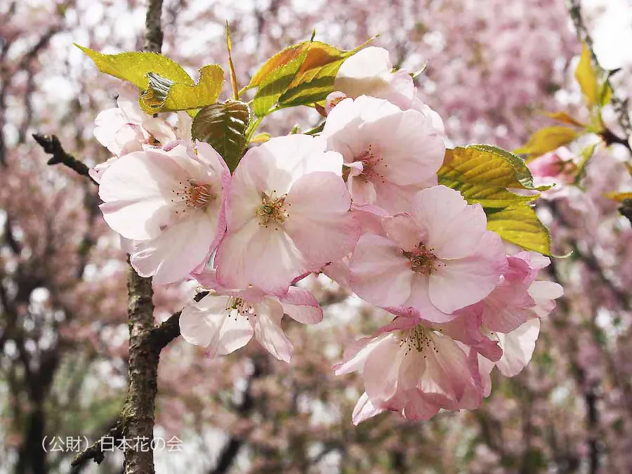 Mikurumagaeshi (御車返し) | Các loại hoa anh đào Nhật Bản