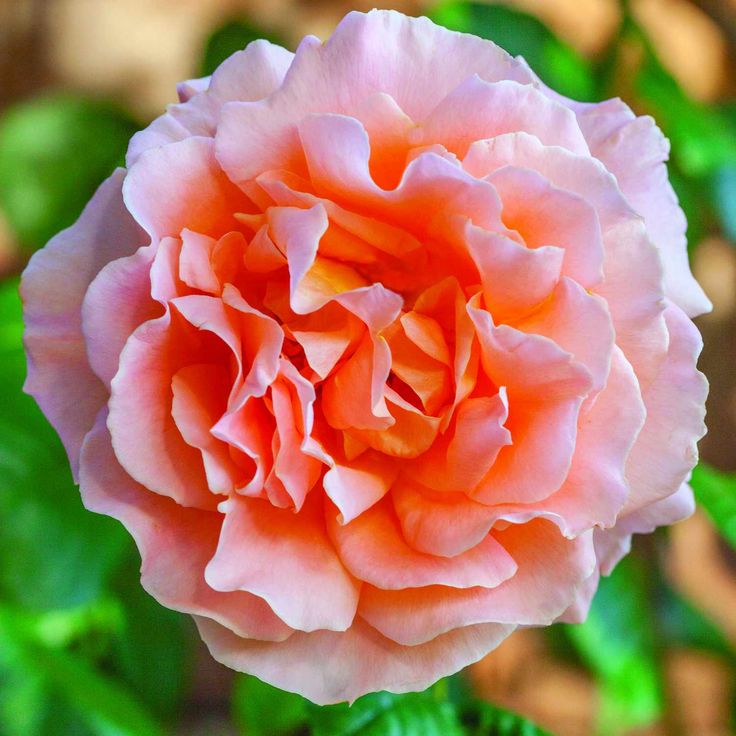 Momoiro | Hoa hồng Nhật Bản