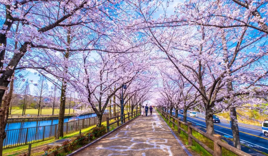 Top 19 địa điểm ngắm hoa anh đào ở Osaka vào mùa xuân Công viên Nagai | Ngắm hoa anh đào ở Osaka