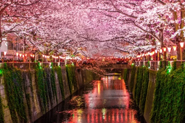 Khu phố Nakameguro | Ngắm hoa anh đào ở Tokyo