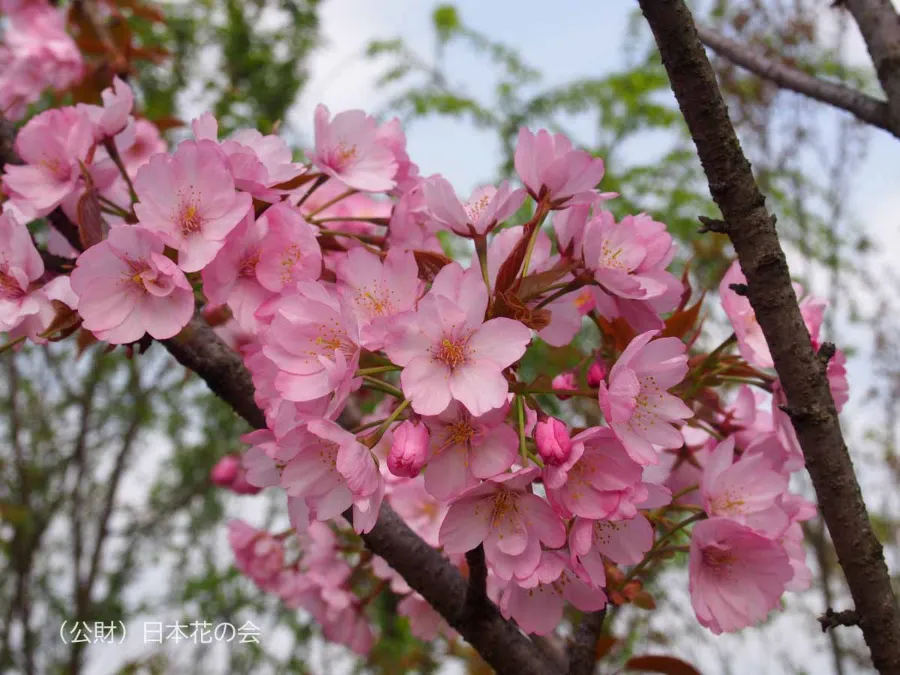 Nanden-akebono | Các loại hoa anh đào Nhật Bản