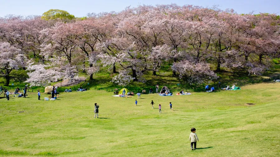 Top 15 địa điểm ngắm hoa anh đào ở Kanagawa Công viên Negishi Shinrin | Ngắm hoa anh đào ở Kanagawa