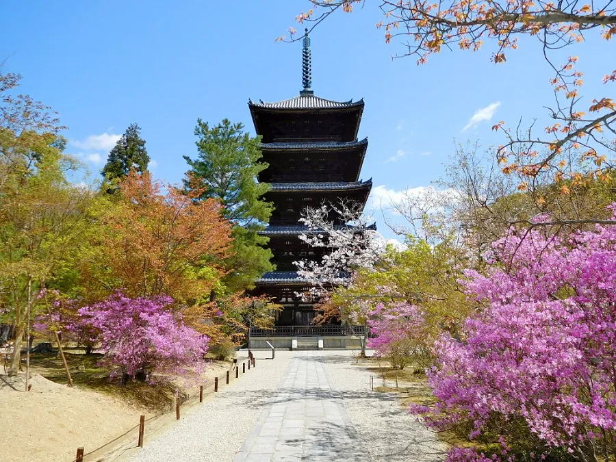 Chùa Ninna-ji | Hoa anh đào ở Kyoto