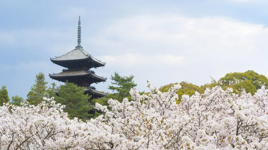 Chùa Ninna-ji | Hoa anh đào ở Kyoto