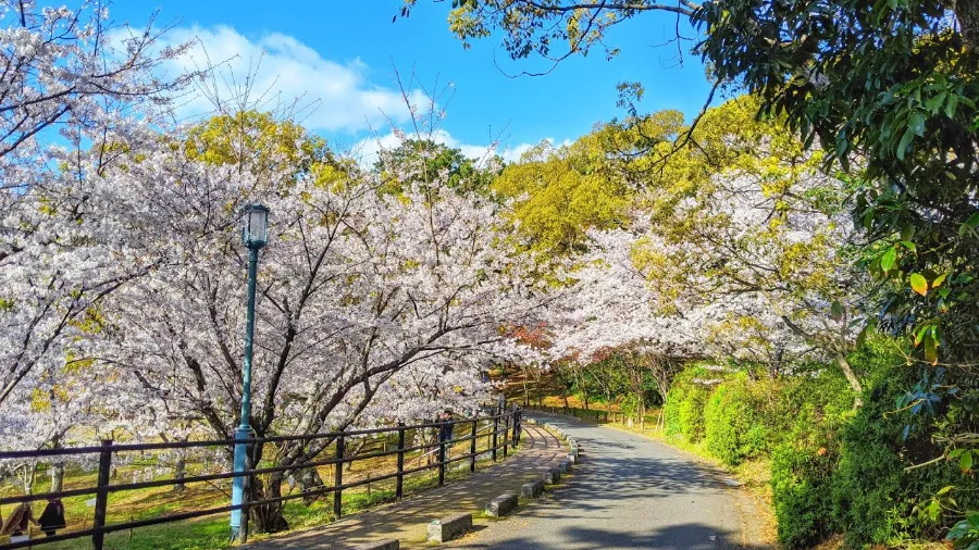 Công viên Nishi | Vườn hoa anh đào Nhật Bản