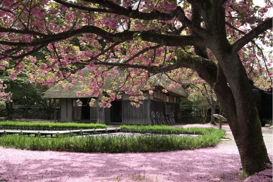 Northern Culture Museum: Khám phá tinh hoa văn hóa Nhật Bản Northern Culture Museum: Khám phá tinh hoa văn hóa Nhật Bản
