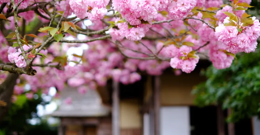 Northern Culture Museum: Khám phá tinh hoa văn hóa Nhật Bản Northern Culture Museum: Khám phá tinh hoa văn hóa Nhật Bản