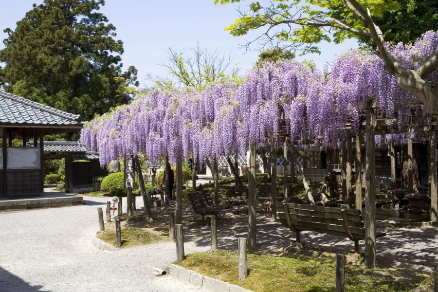 Northern Culture Museum: Khám phá tinh hoa văn hóa Nhật Bản