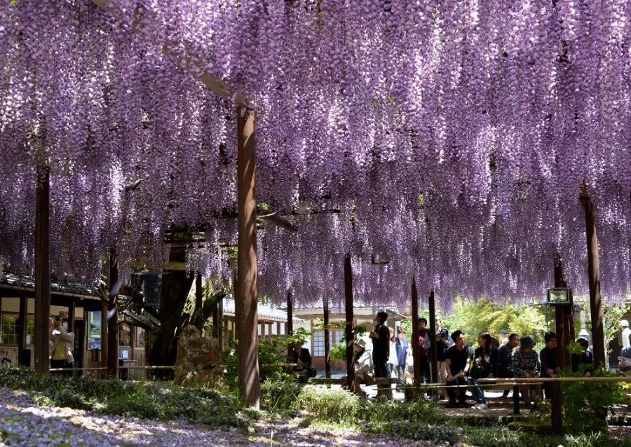 Northern Culture Museum: Khám phá tinh hoa văn hóa Nhật Bản Northern Culture Museum: Khám phá tinh hoa văn hóa Nhật Bản