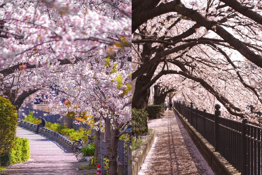 Top 15 địa điểm ngắm hoa anh đào ở Kanagawa sông O-okagawa | Ngắm hoa anh đào ở Kanagawa