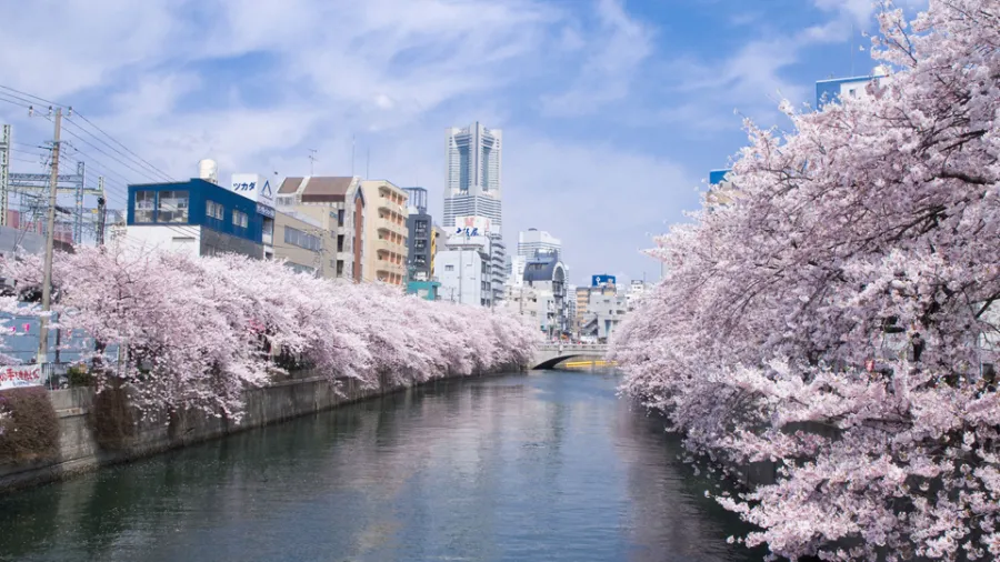 Top 15 địa điểm ngắm hoa anh đào ở Kanagawa sông O-okagawa | Ngắm hoa anh đào ở Kanagawa