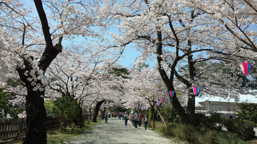 Top 15 địa điểm ngắm hoa anh đào ở Kanagawa Công viên Odawara | Ngắm hoa anh đào ở Kanagawa