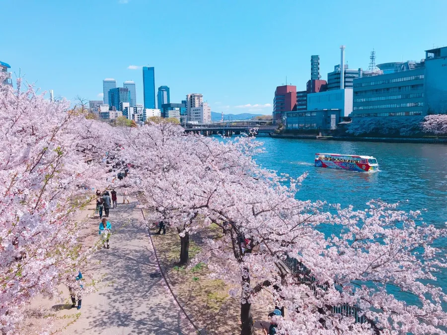 Top 19 địa điểm ngắm hoa anh đào ở Osaka vào mùa xuân Sông Okawa | Ngắm hoa anh đào ở Osaka