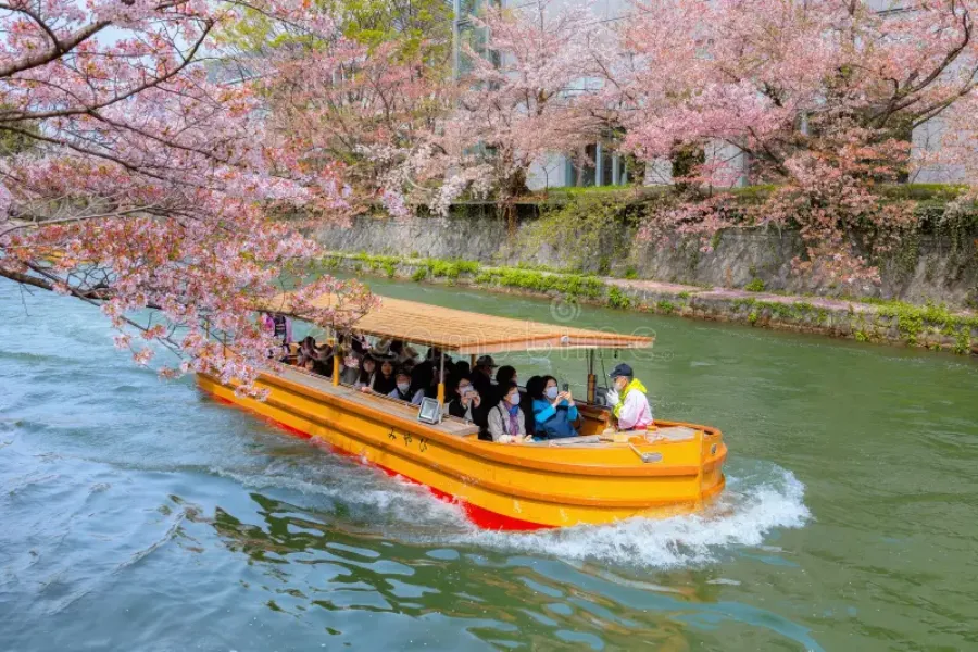 Kênh Okazaki | Hoa anh đào ở Kyoto