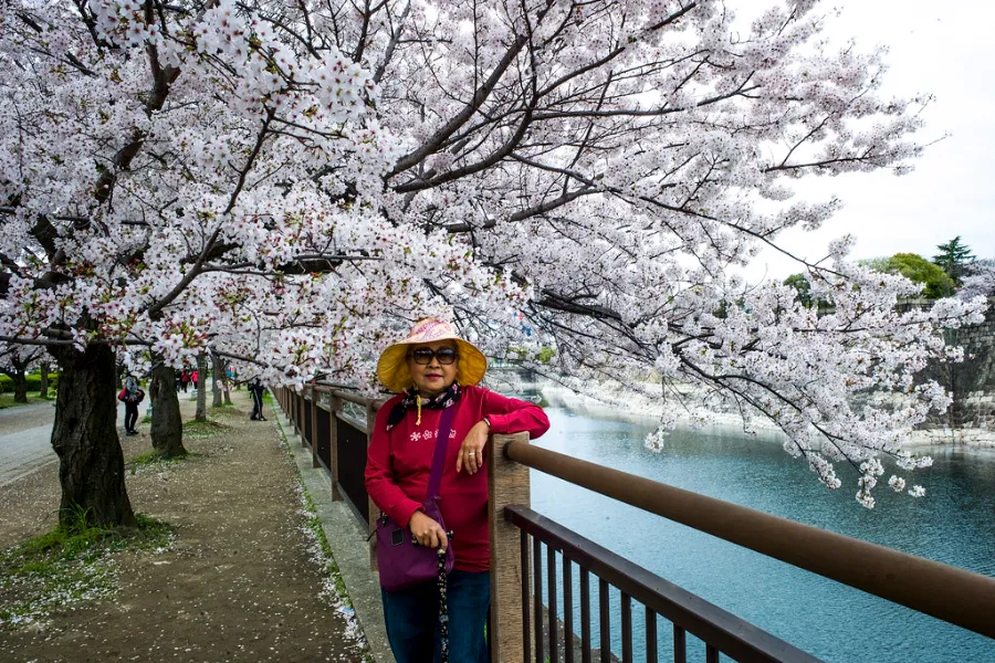 Top 19 địa điểm ngắm hoa anh đào ở Osaka vào mùa xuân Ga Osaka | Ngắm hoa anh đào ở Osaka