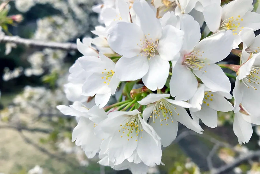 Oshima Zakura (大島桜) | Các loại hoa anh đào Nhật Bản