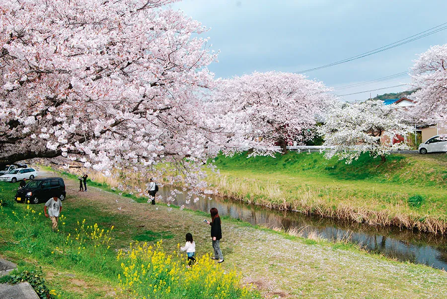 Con đường hoa anh đào Otogawa | Địa điểm ngắm hoa anh đào ở Okazaki