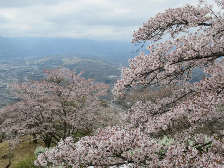Top 15 địa điểm ngắm hoa anh đào ở Kanagawa Oyama Shinden | Ngắm hoa anh đào ở Kanagawa