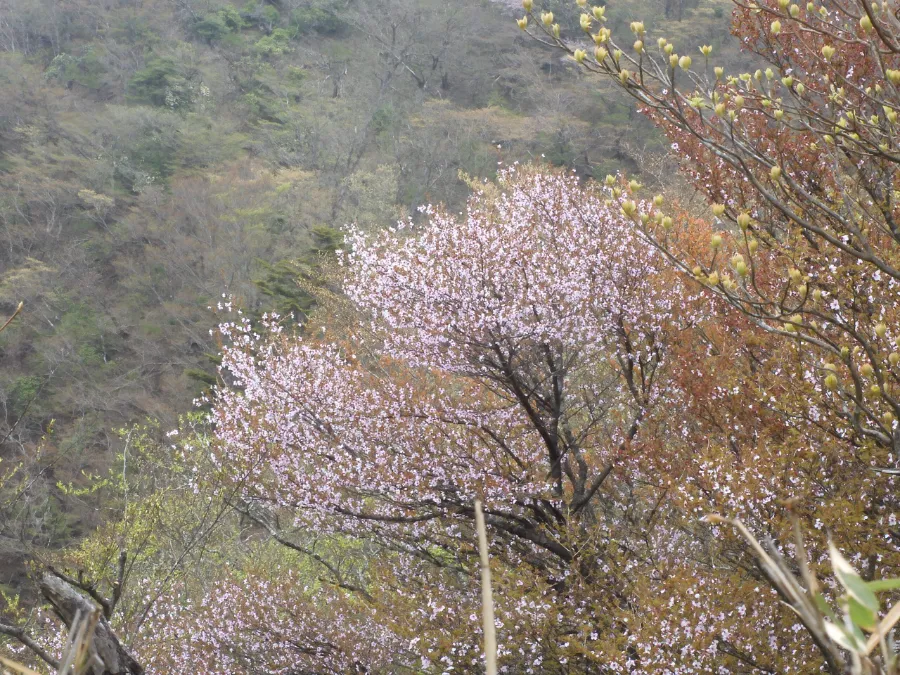 Top 15 địa điểm ngắm hoa anh đào ở Kanagawa Oyama Shinden | Ngắm hoa anh đào ở Kanagawa